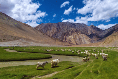 Sheeps grazing in Thangthang Platue, Ladakh, India